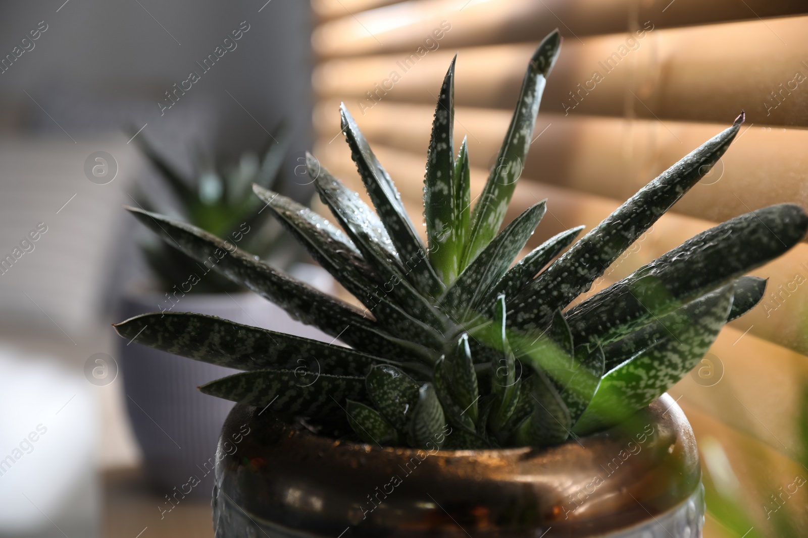 Photo of Beautiful potted plant near window, closeup. Floral house decor