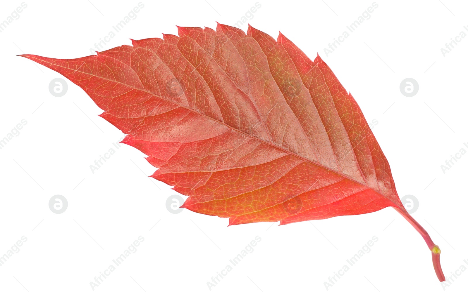 Photo of Autumn season. Bright leaf isolated on white