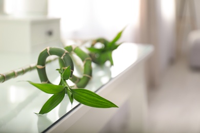 Green tropical plant on table. Modern decor for stylish interior