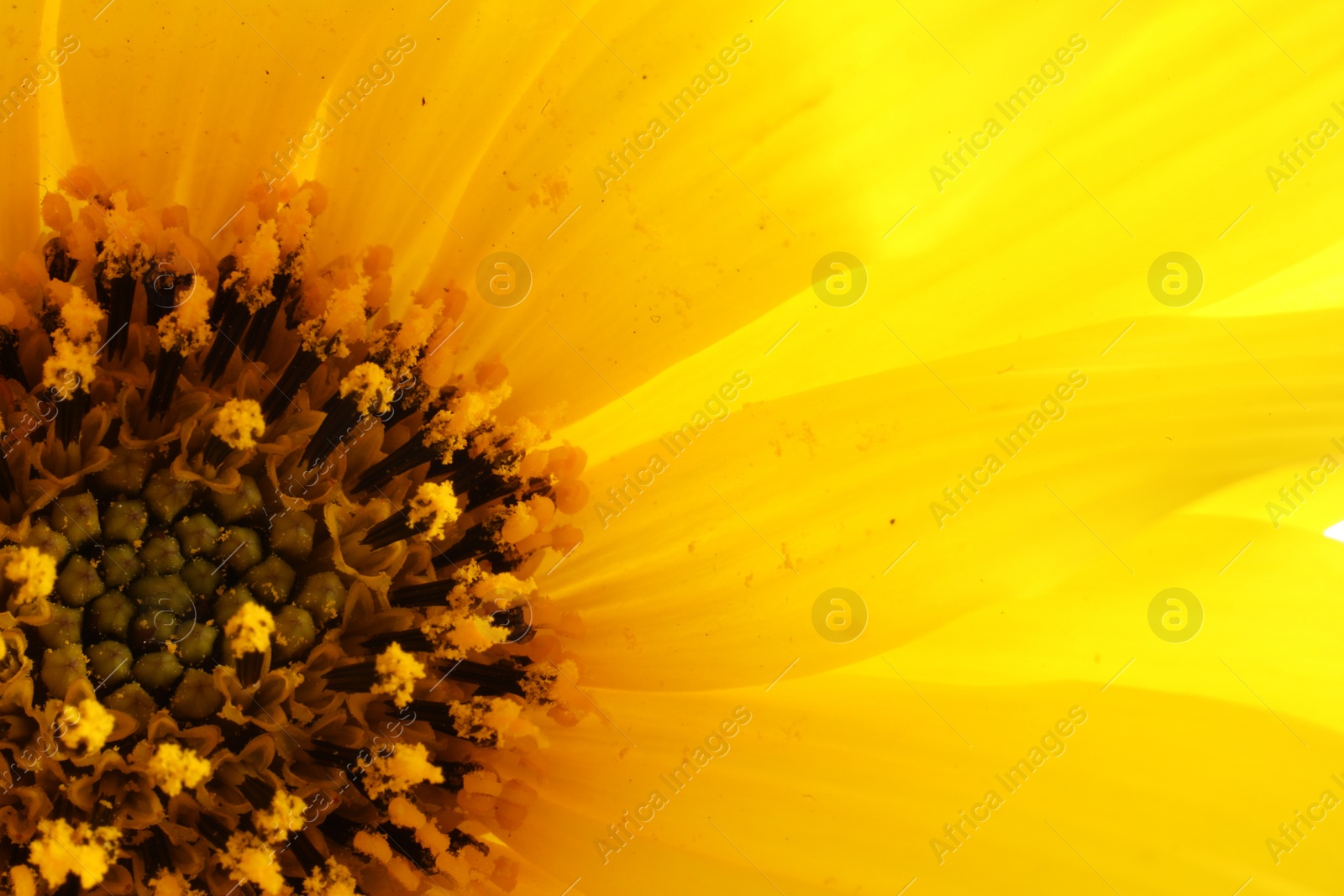 Photo of Beautiful yellow flower as background, macro view