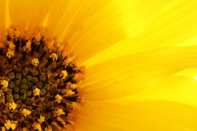 Beautiful yellow flower as background, macro view