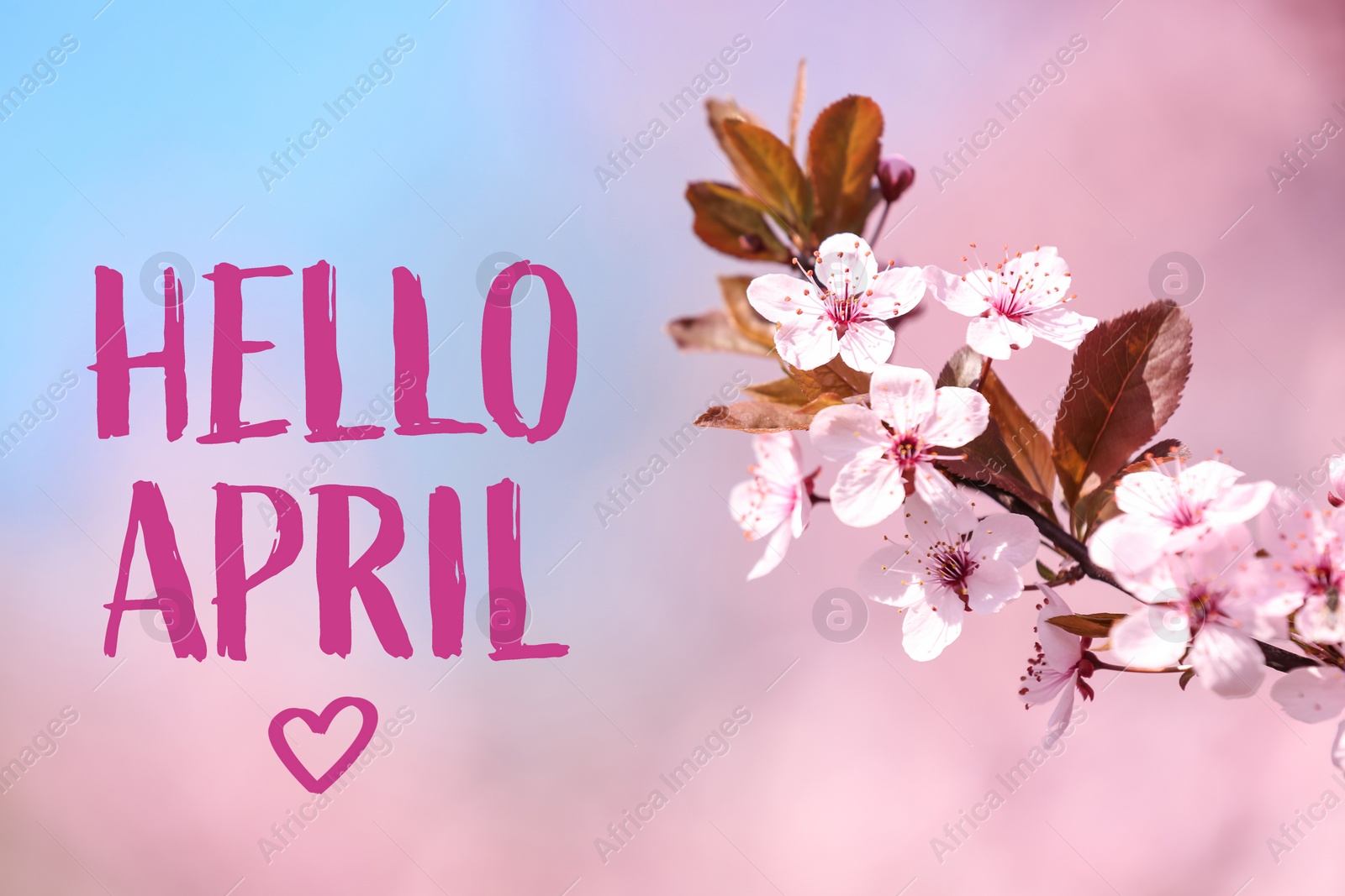 Image of Hello April. Branch of blossoming spring tree with tiny flowers on color background