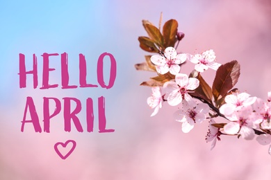 Image of Hello April. Branch of blossoming spring tree with tiny flowers on color background