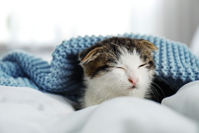 Adorable little kitten sleeping under plaid indoors