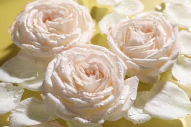 Beautiful roses and petals on water, closeup