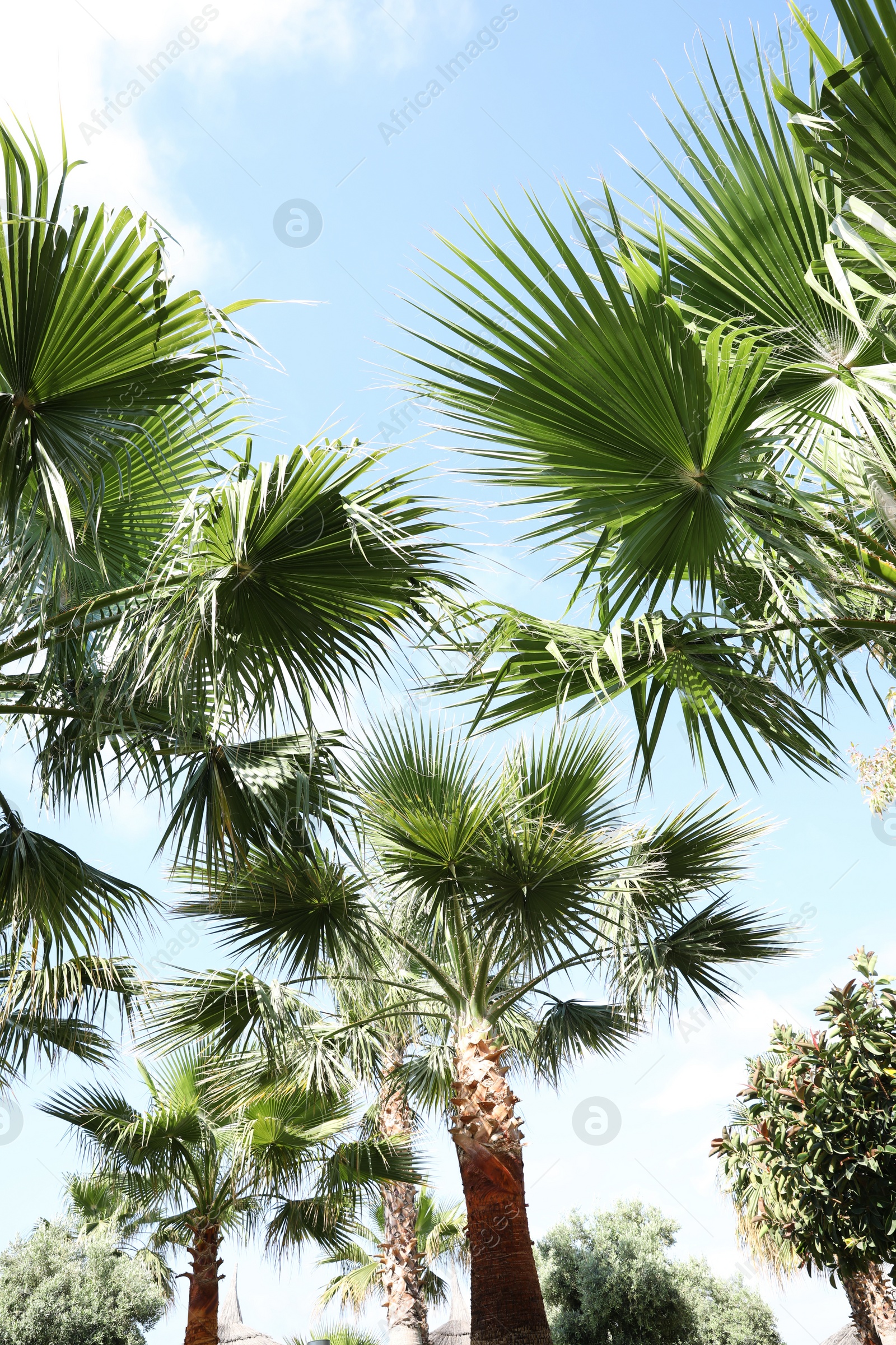 Photo of Beautiful view of palm trees outdoors on sunny summer day