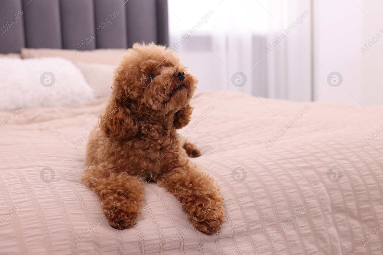 Photo of Cute Maltipoo dog on soft bed at home, space for text. Lovely pet