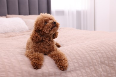 Photo of Cute Maltipoo dog on soft bed at home, space for text. Lovely pet