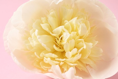 Fragrant peony on color background, closeup view. Beautiful spring flower