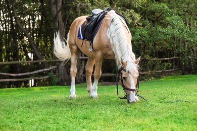 Photo of Beautiful palomino horse grazing on green pasture