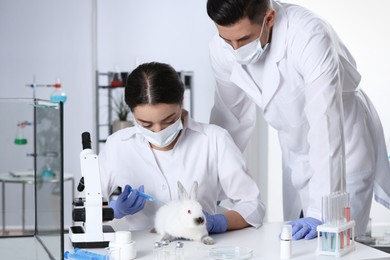 Photo of Scientists working with rabbit in chemical laboratory. Animal testing