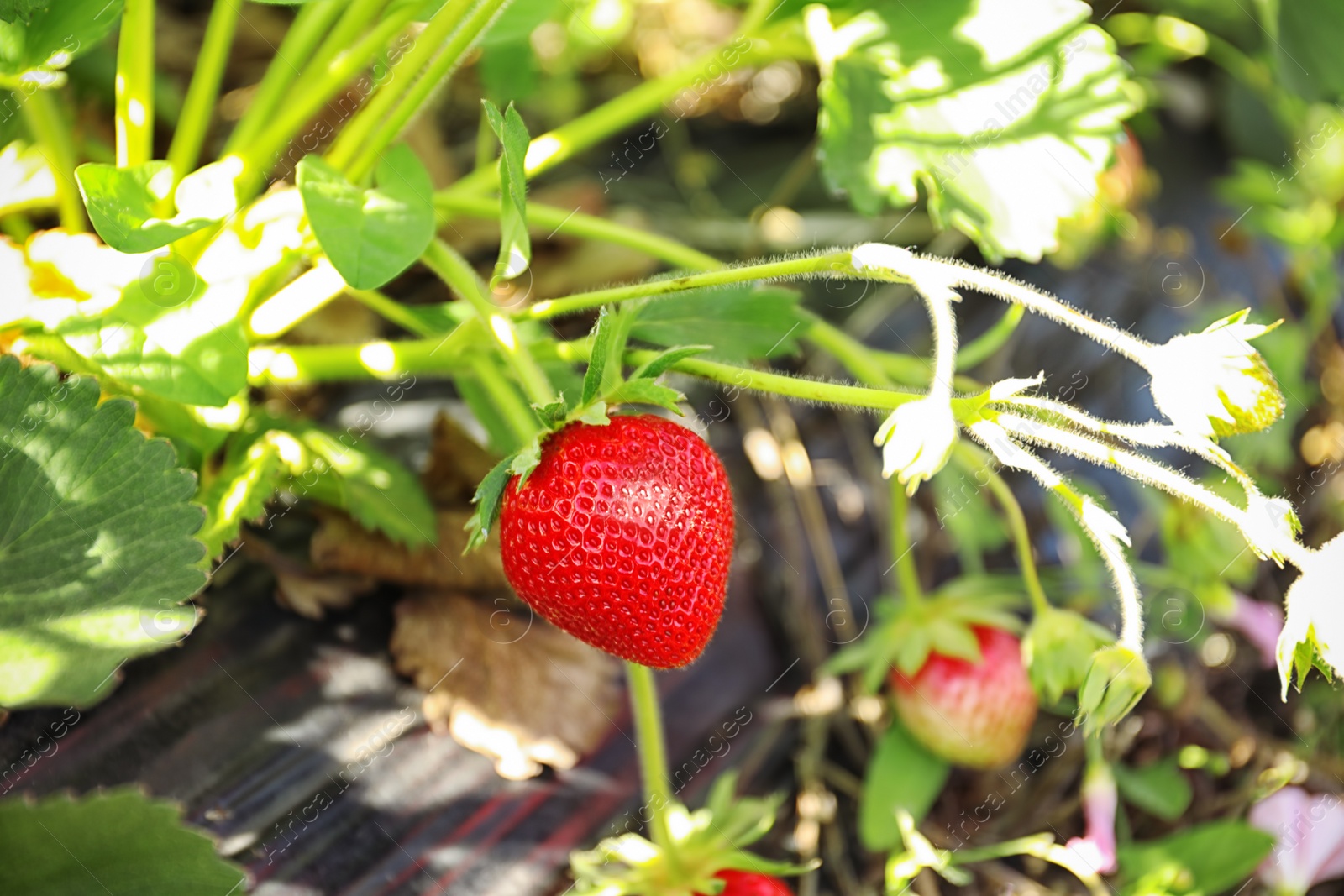 Photo of Bush with ripe strawberries in garden on sunny day