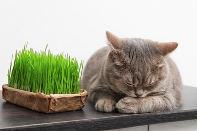 Cute cat and fresh green grass on wooden desk near white wall indoors