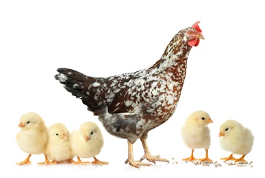 Image of Hen with cute chickens on white background