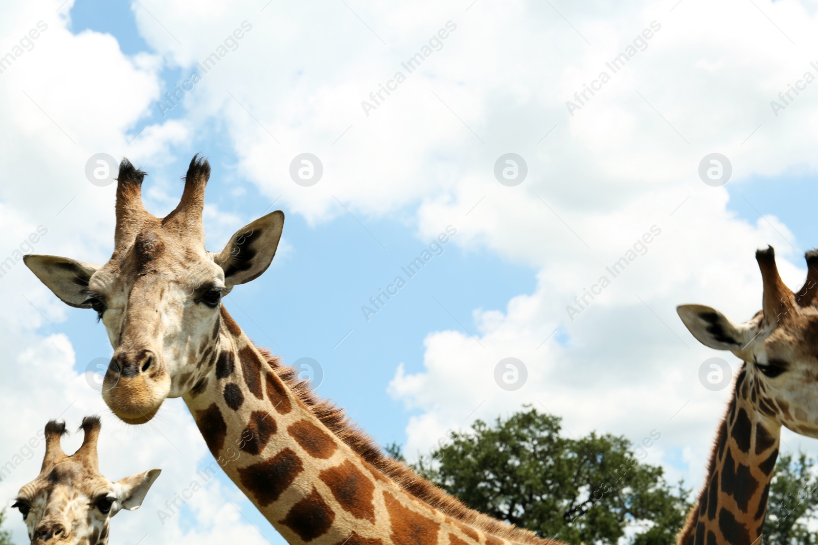 Photo of Beautiful spotted African giraffes in safari park