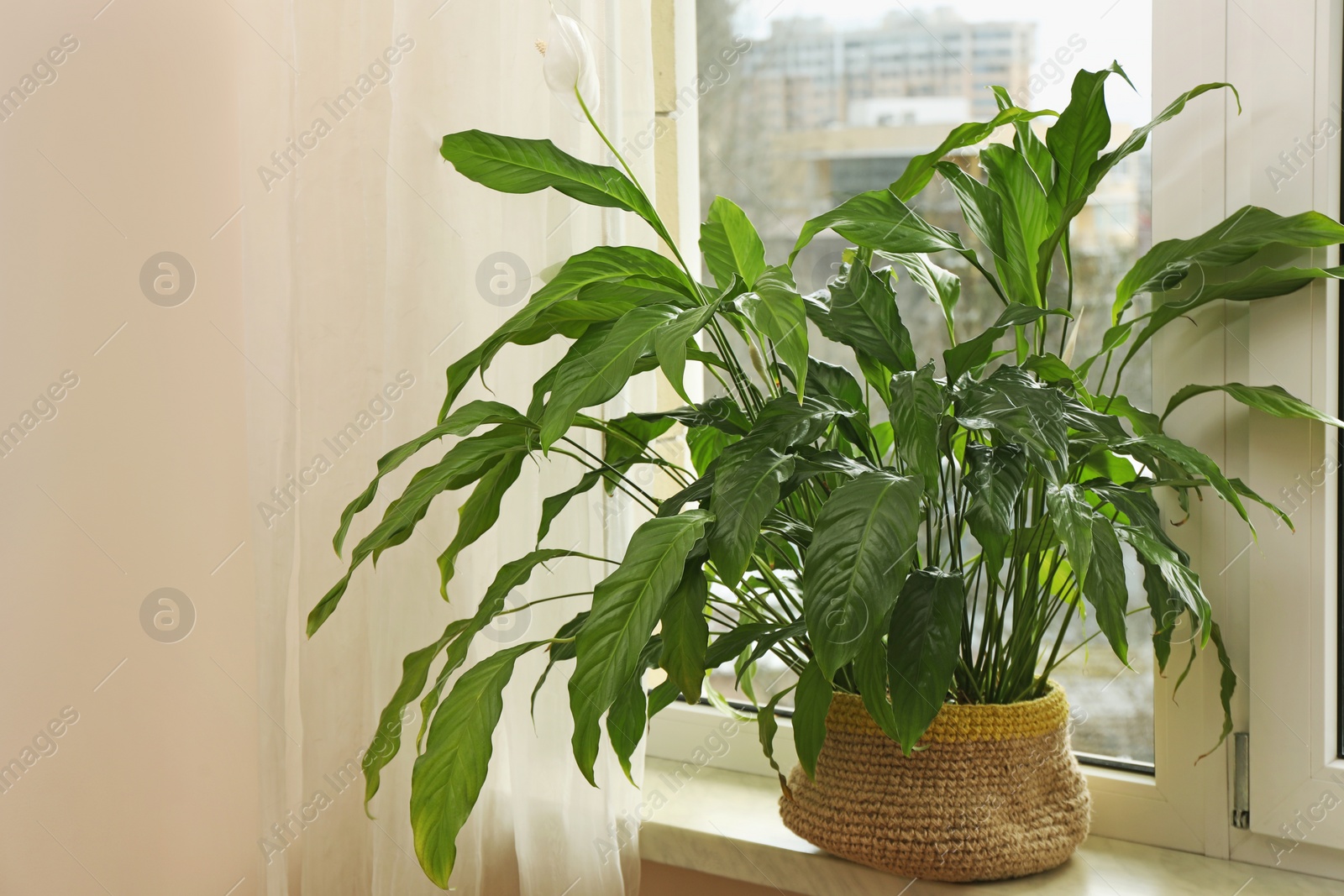 Photo of Beautiful houseplant in pot on windowsill indoors