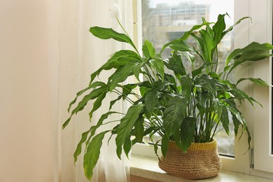 Photo of Beautiful houseplant in pot on windowsill indoors