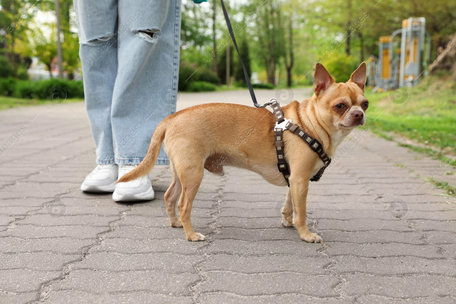 Photo of Owner walking with her chihuahua dog in park, closeup