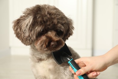 Woman brushing cute Maltipoo dog indoors, closeup. Lovely pet