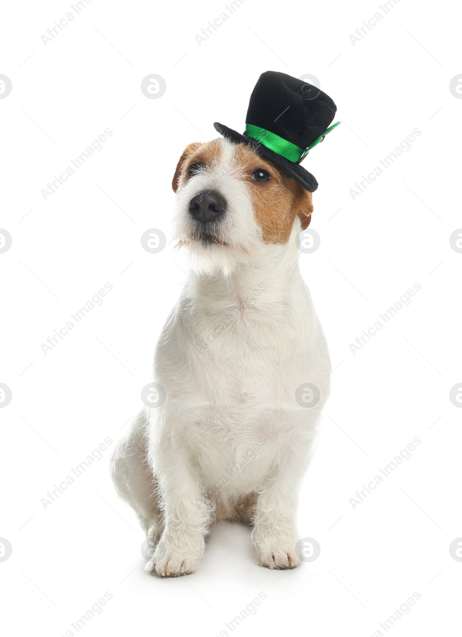 Photo of Jack Russell terrier with leprechaun hat on white background. St. Patrick's Day