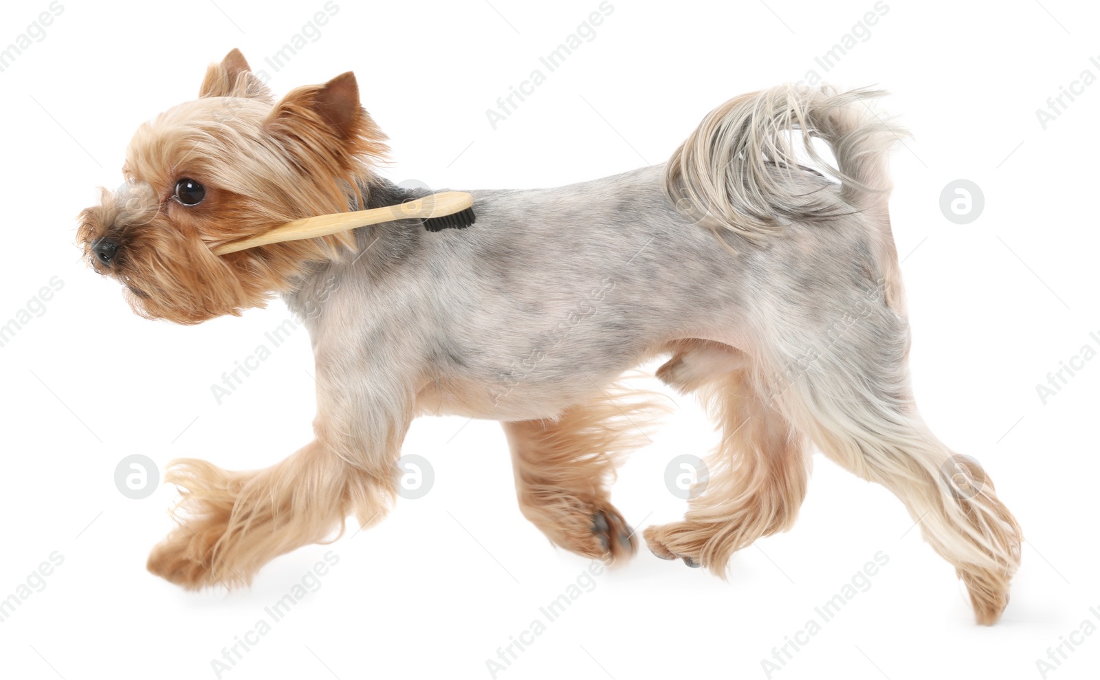 Photo of Cute Yorkshire Terrier with toothbrush on white background