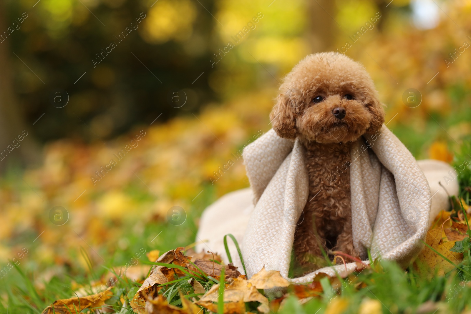 Photo of Cute Maltipoo dog wrapped in blanket in autumn park, space for text