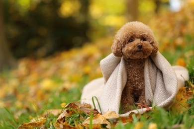 Photo of Cute Maltipoo dog wrapped in blanket in autumn park, space for text