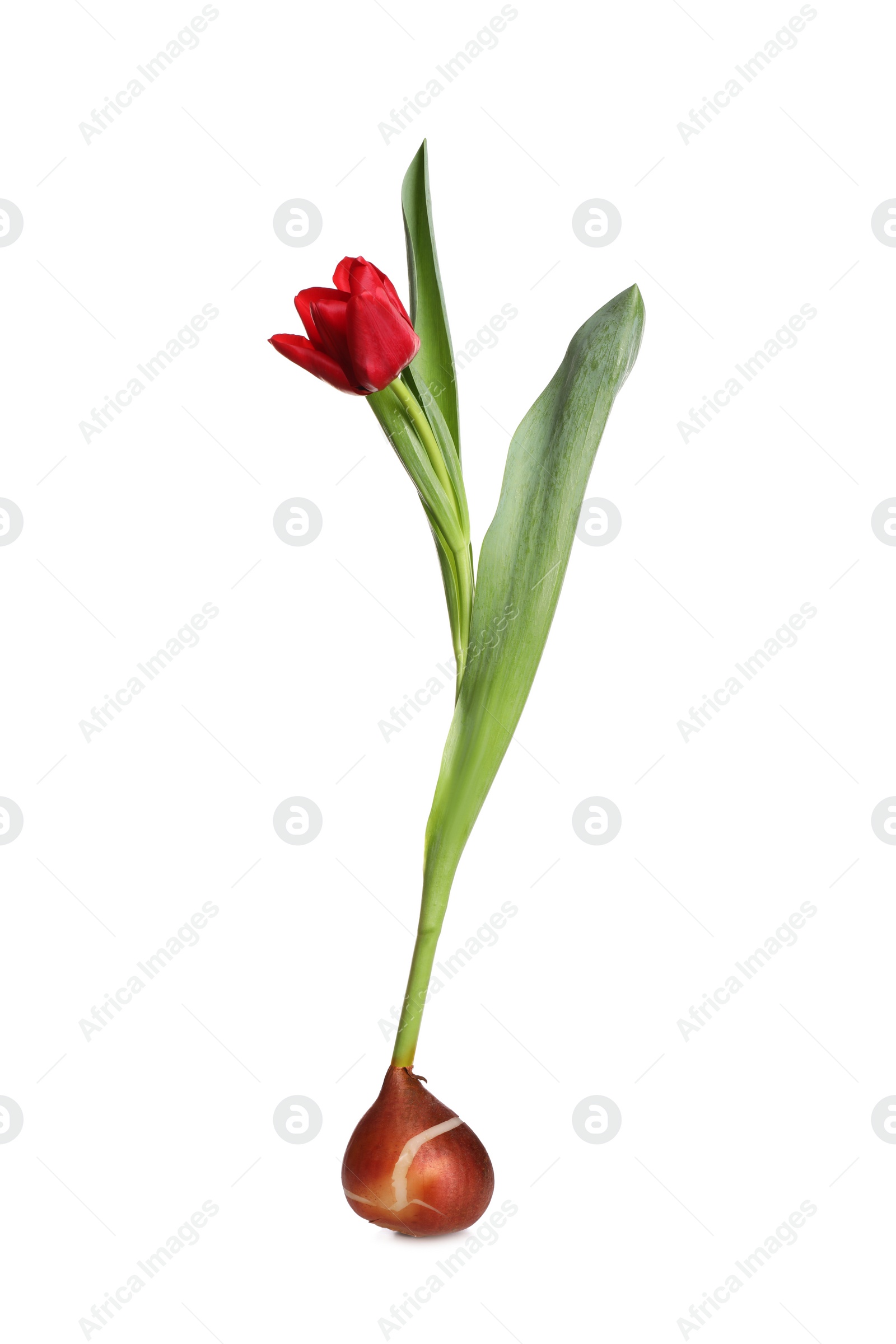 Image of Red tulip flower with bulb on white background