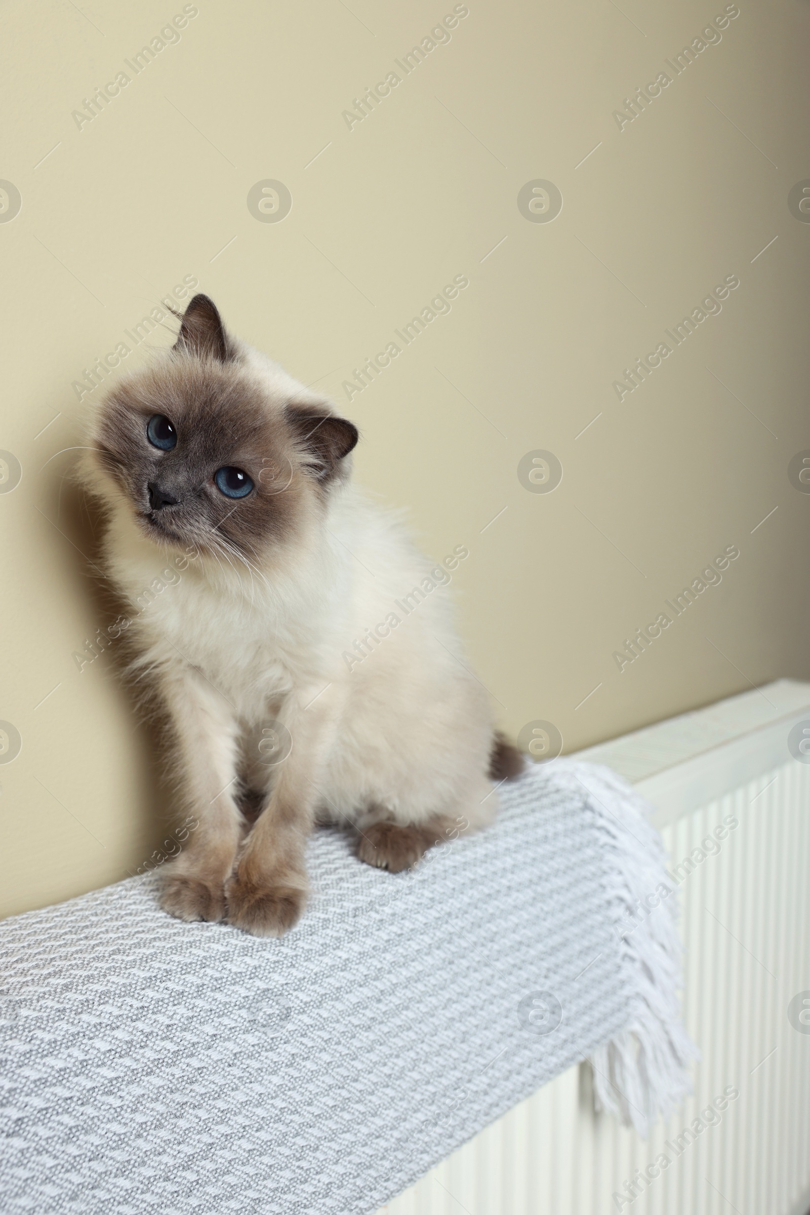 Photo of Cute Birman cat on radiator with soft plaid indoors