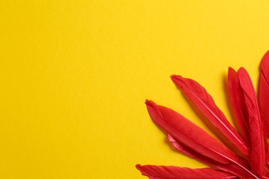 Photo of Red beautiful feathers on yellow background, flat lay. Space for text