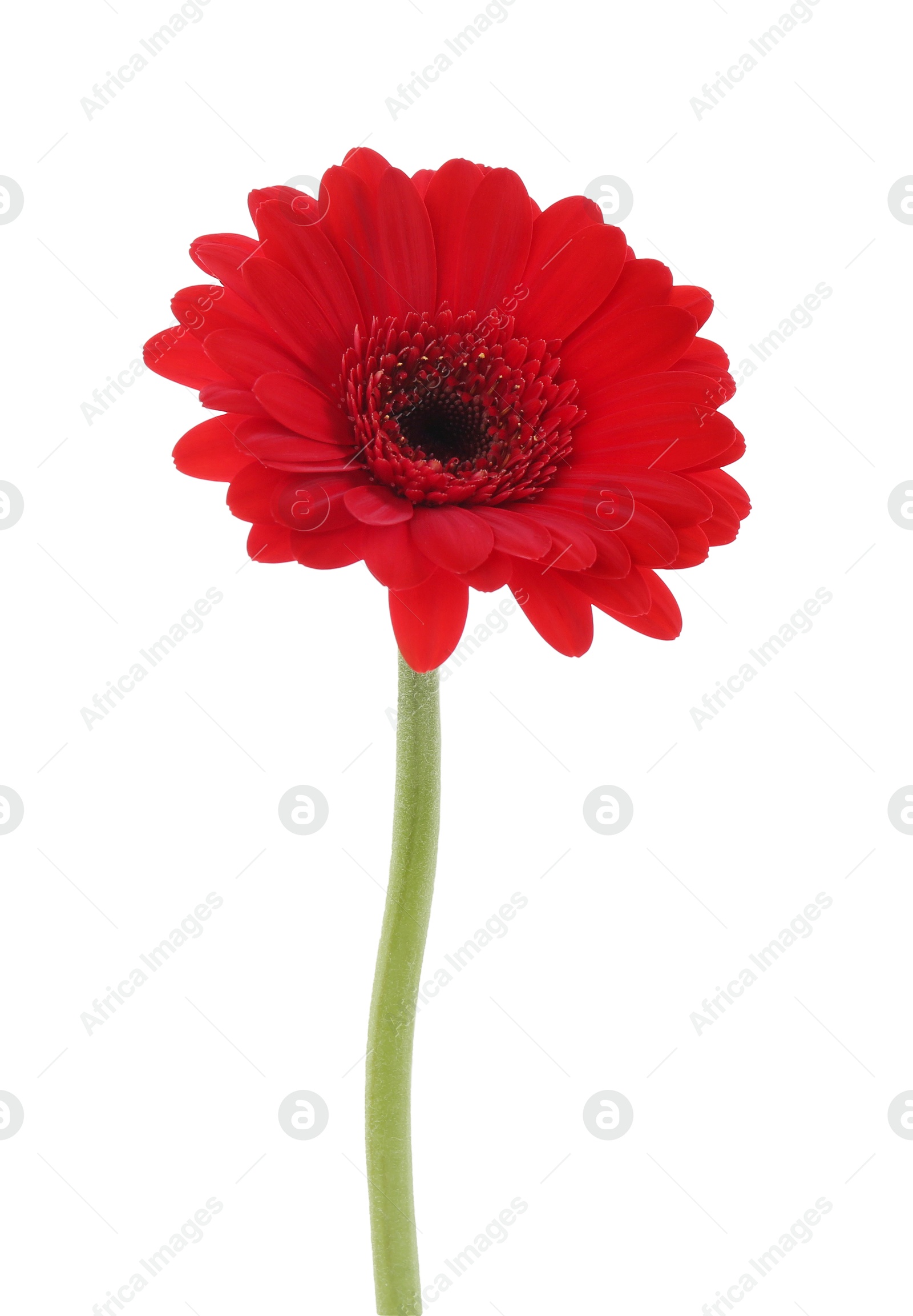 Photo of Beautiful red gerbera flower isolated on white