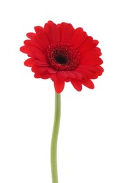 Beautiful red gerbera flower isolated on white