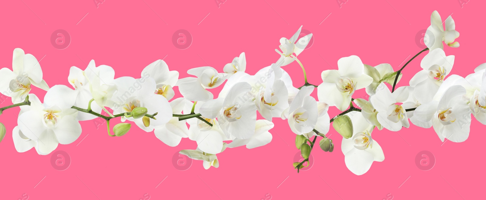 Image of Branch of beautiful orchid on pink background. Banner design