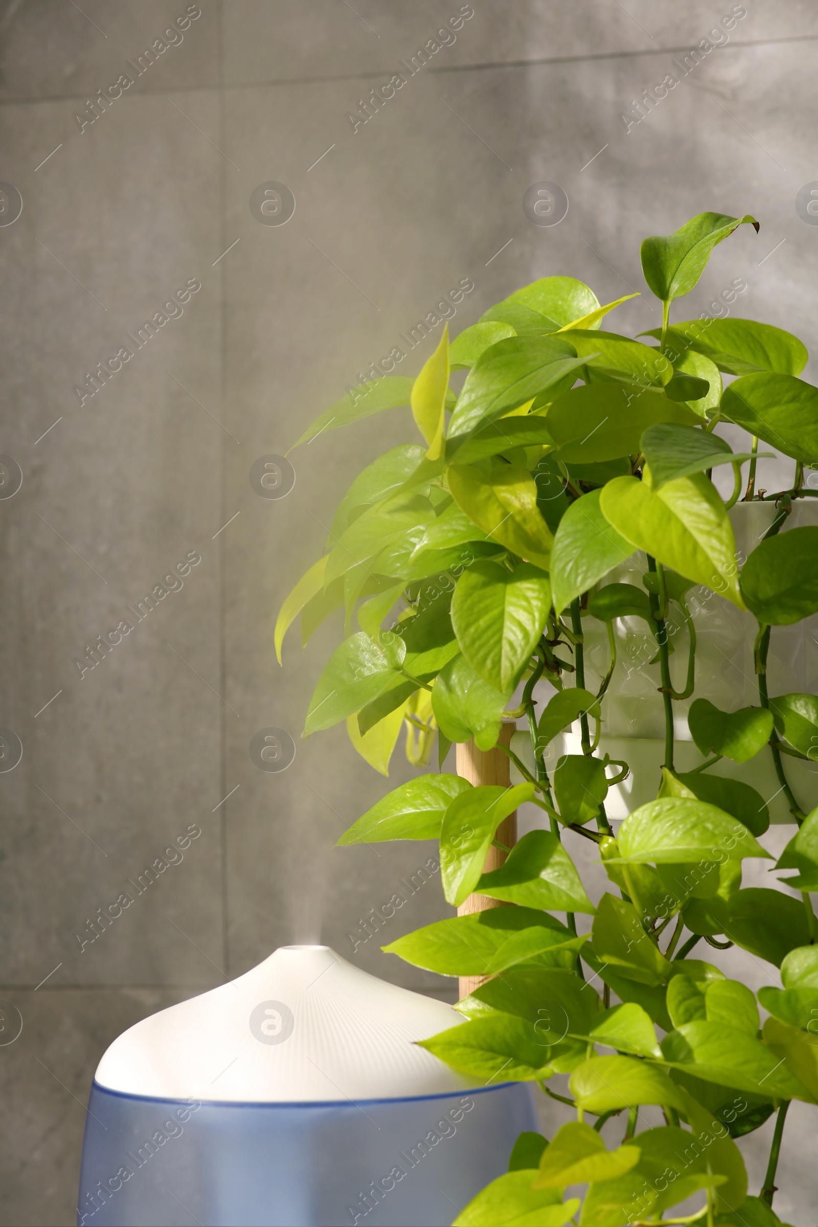 Photo of Air humidifier near beautiful green houseplant indoors