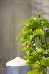 Photo of Air humidifier near beautiful green houseplant indoors