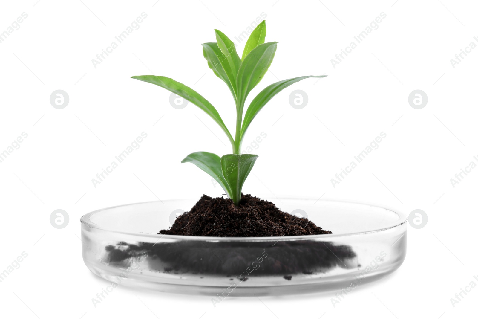 Photo of Green plant with soil in Petri dish isolated on white. Biological chemistry