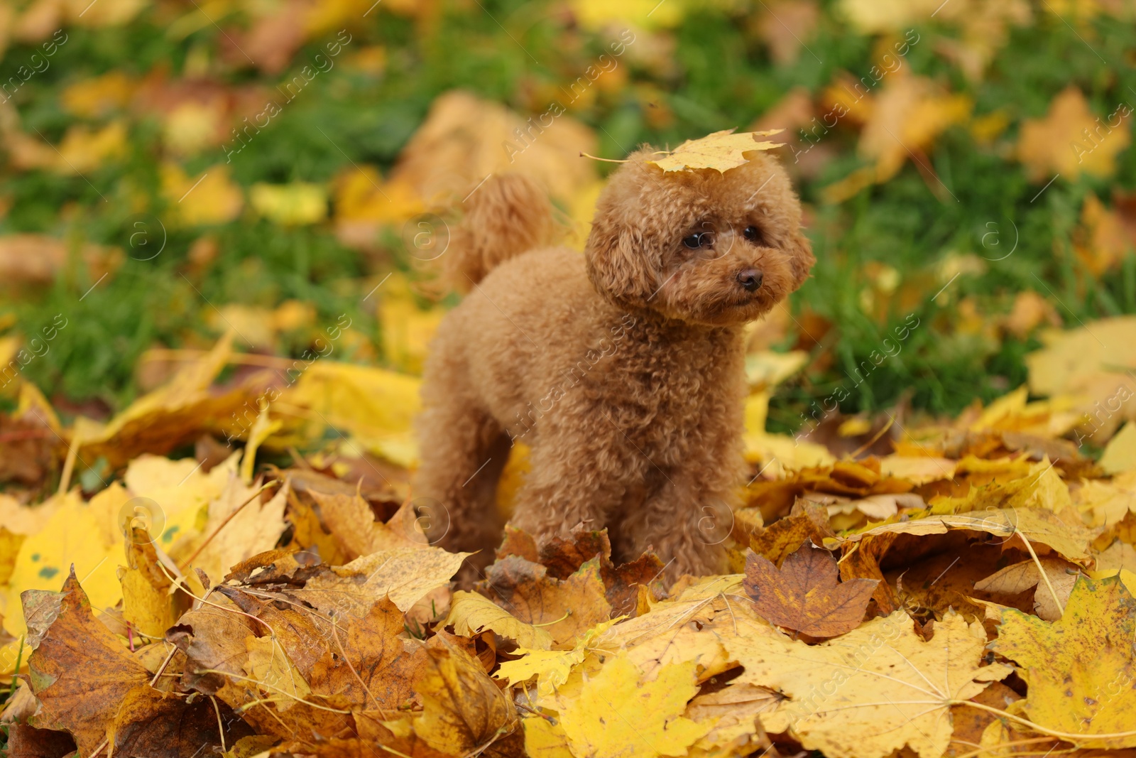 Photo of Cute Maltipoo dog in beautiful autumn park