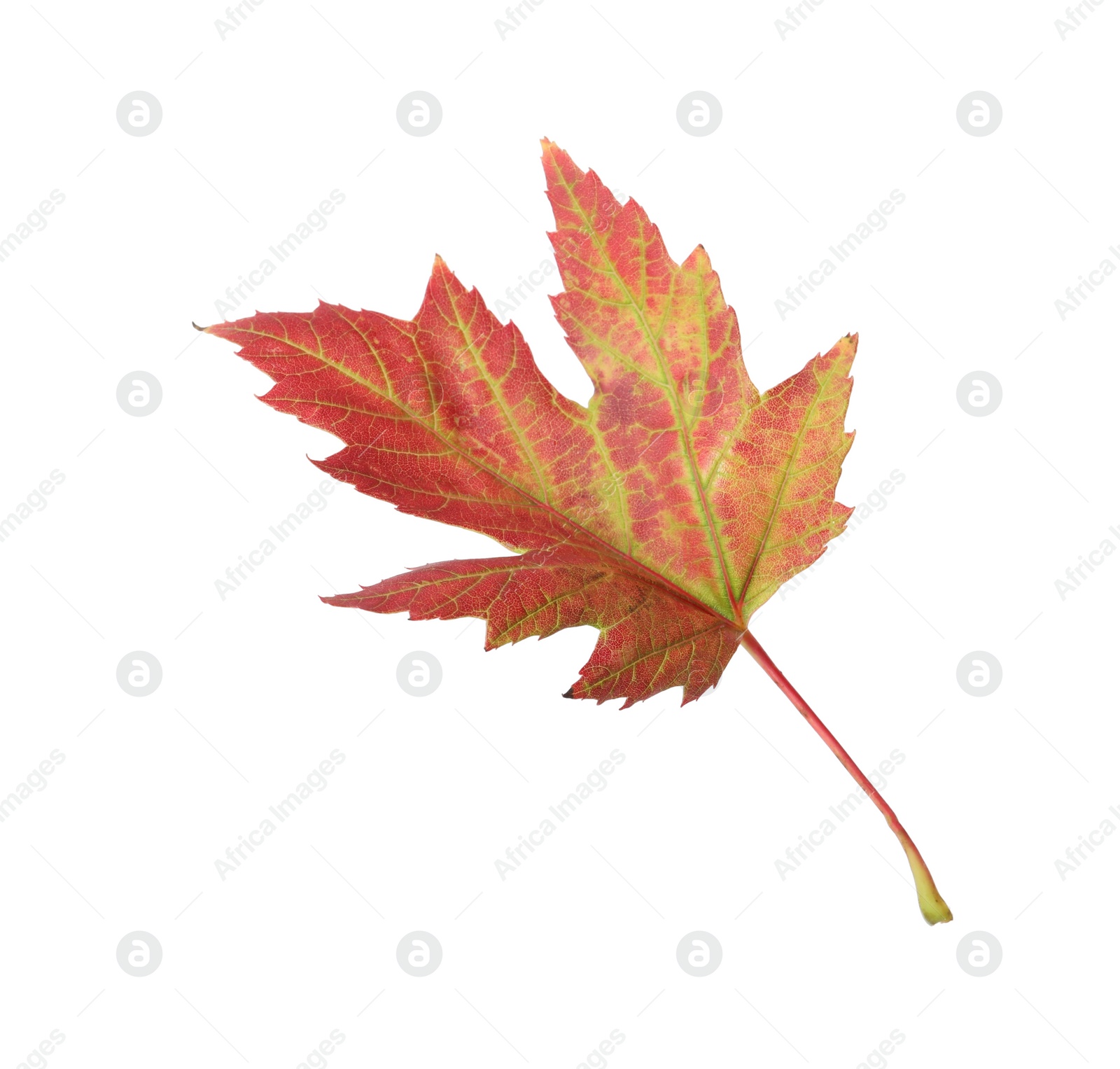 Photo of Beautiful leaf isolated on white. Autumn season