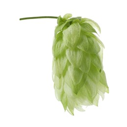 Photo of One fresh green hop isolated on white