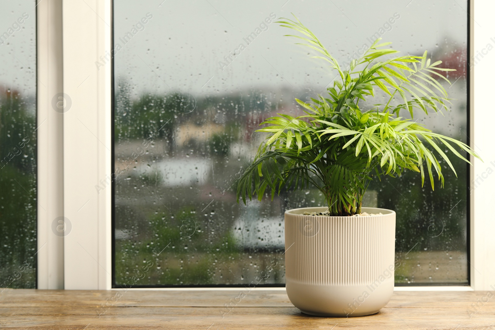 Photo of Exotic house plant near window on rainy day. Space for text