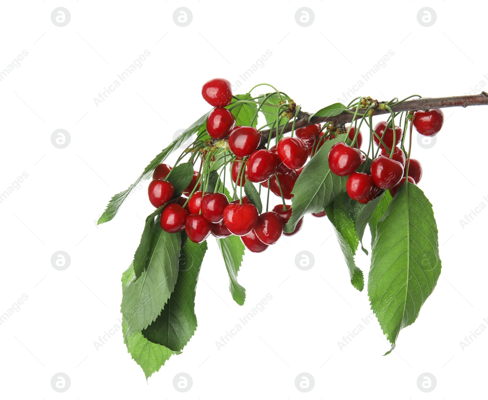 Photo of Branch with sweet red cherries on white background