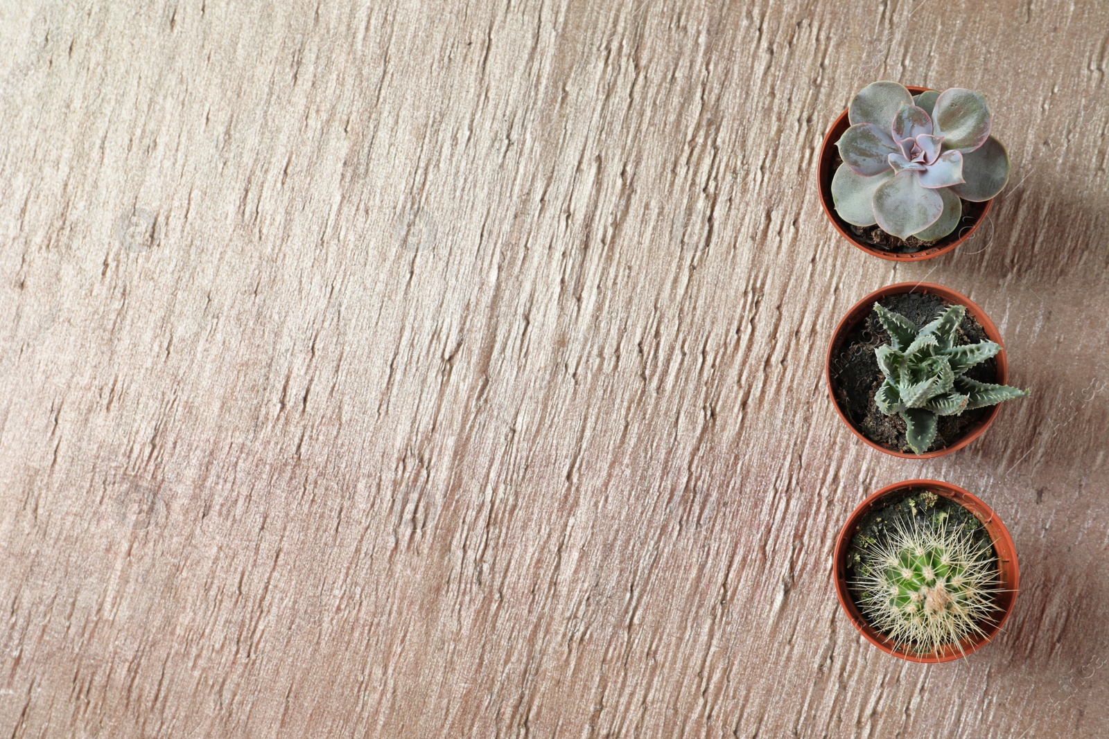 Photo of Flat lay composition with different succulent plants in pots on table, space for text. Home decor