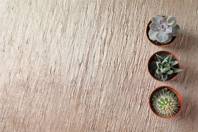 Flat lay composition with different succulent plants in pots on table, space for text. Home decor