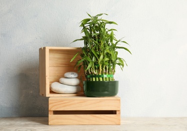 Photo of Composition with green bamboo in pot and white stones on wooden crate