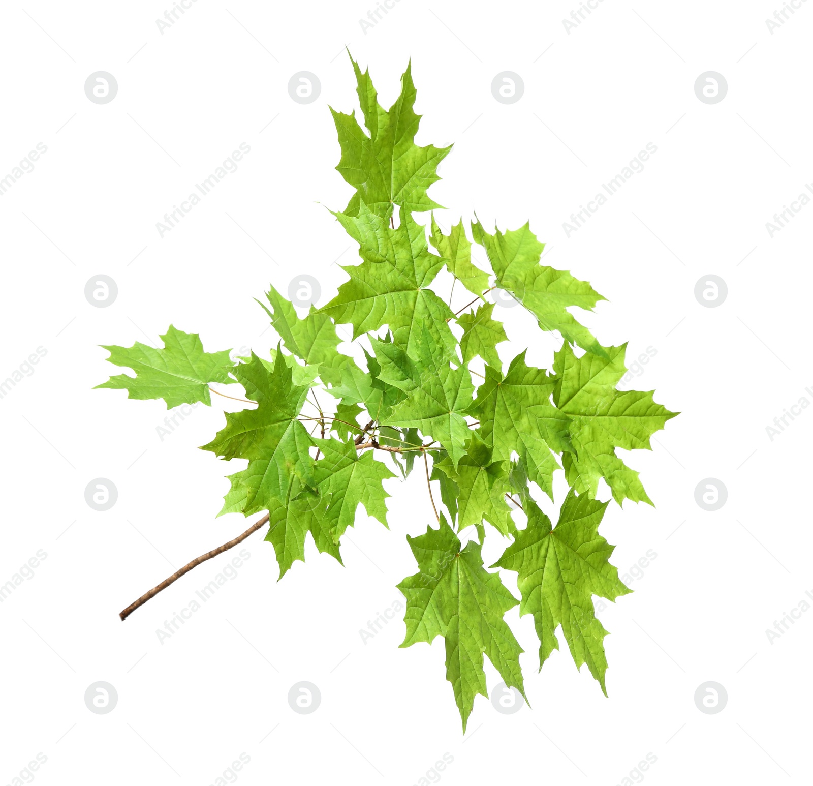 Photo of Branch of maple tree with young fresh green leaves isolated on white. Spring season