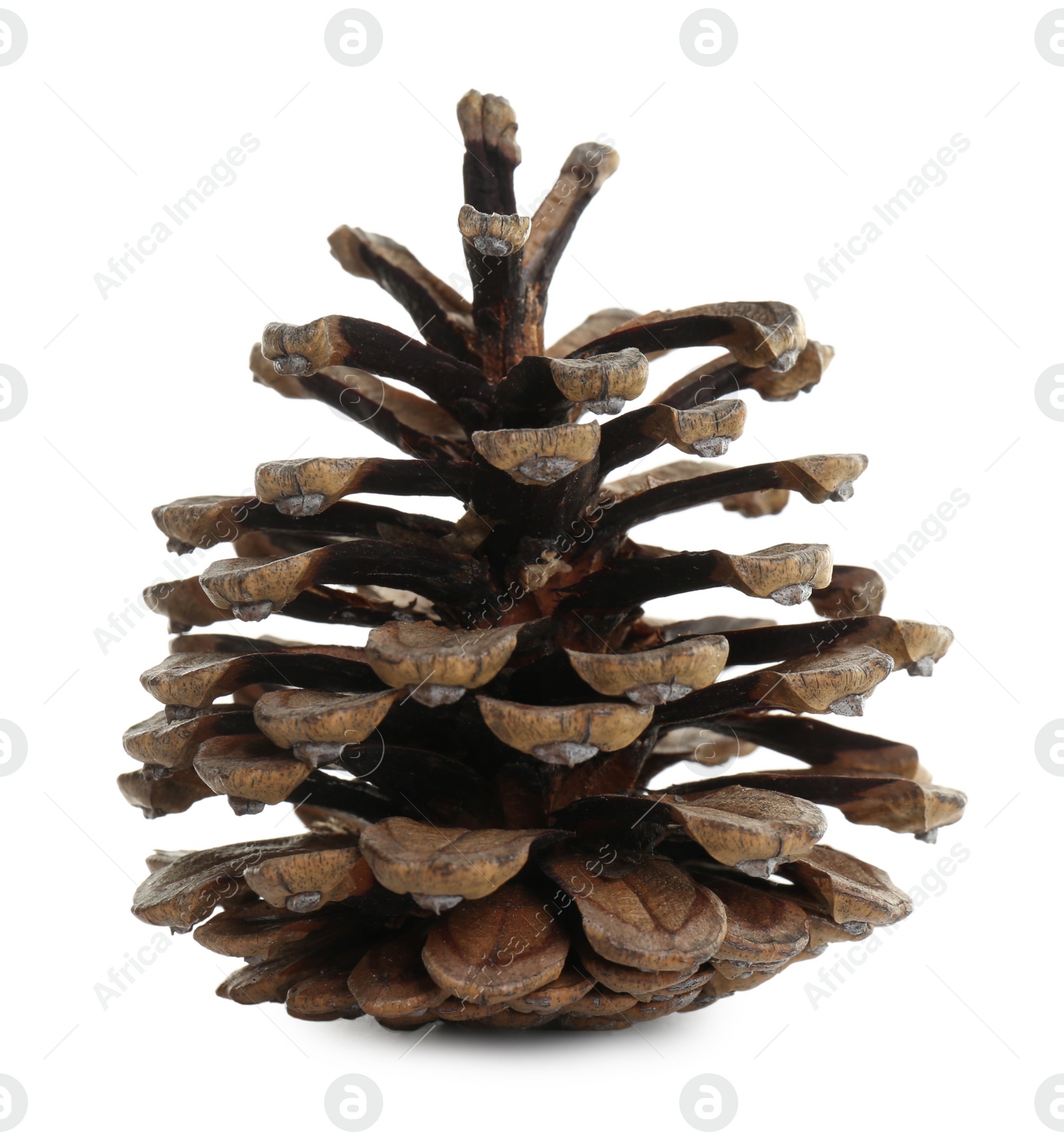 Photo of Beautiful dry pine cone isolated on white