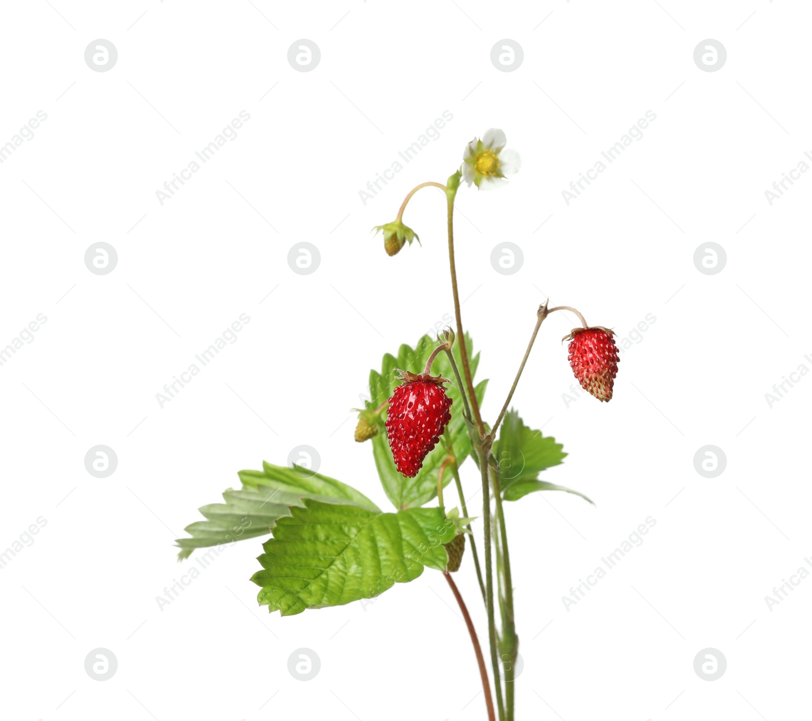 Photo of Stems of wild strawberry with berries, green leaves and flower isolated on white