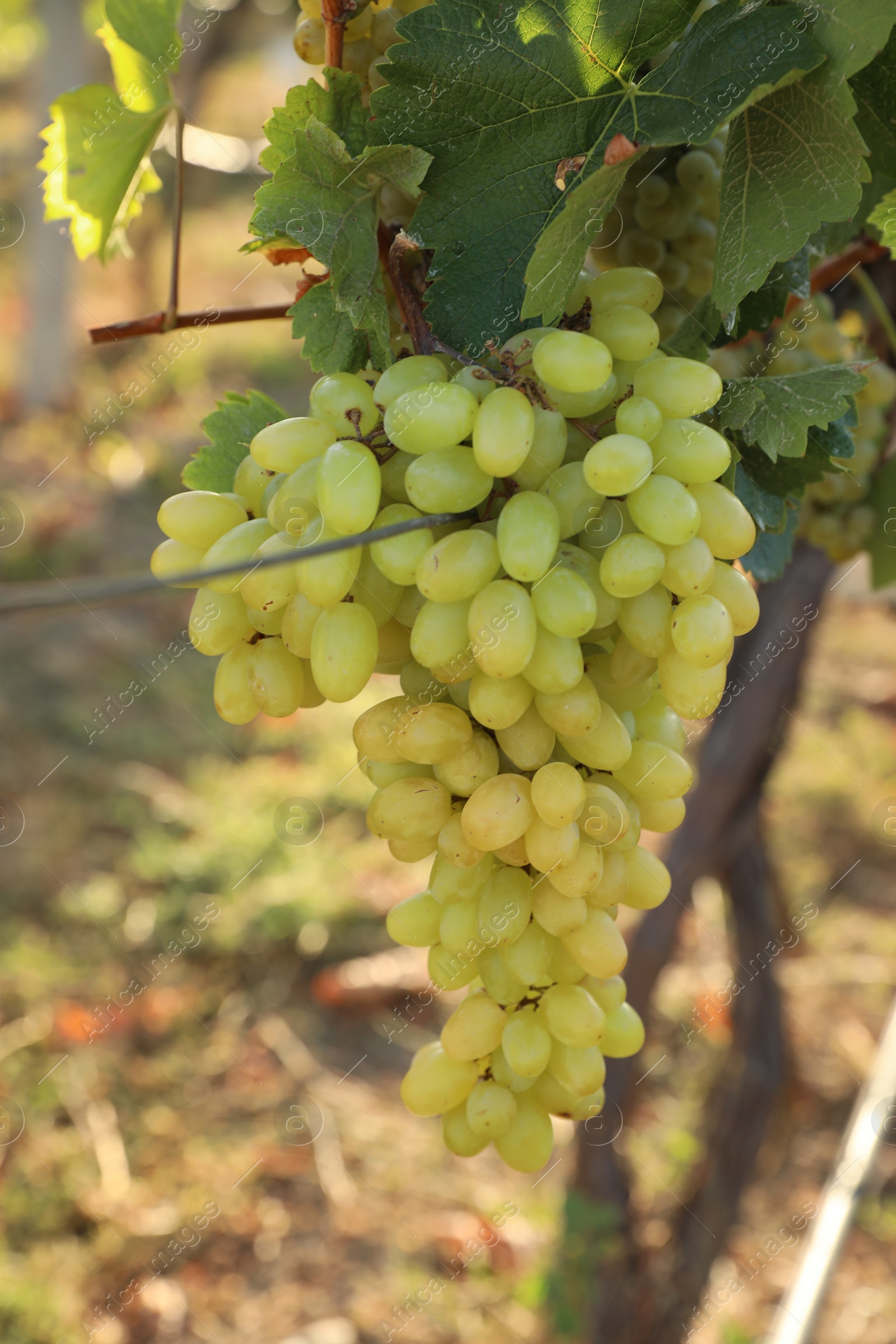 Photo of Delicious ripe grapes in vineyard. Harvest season