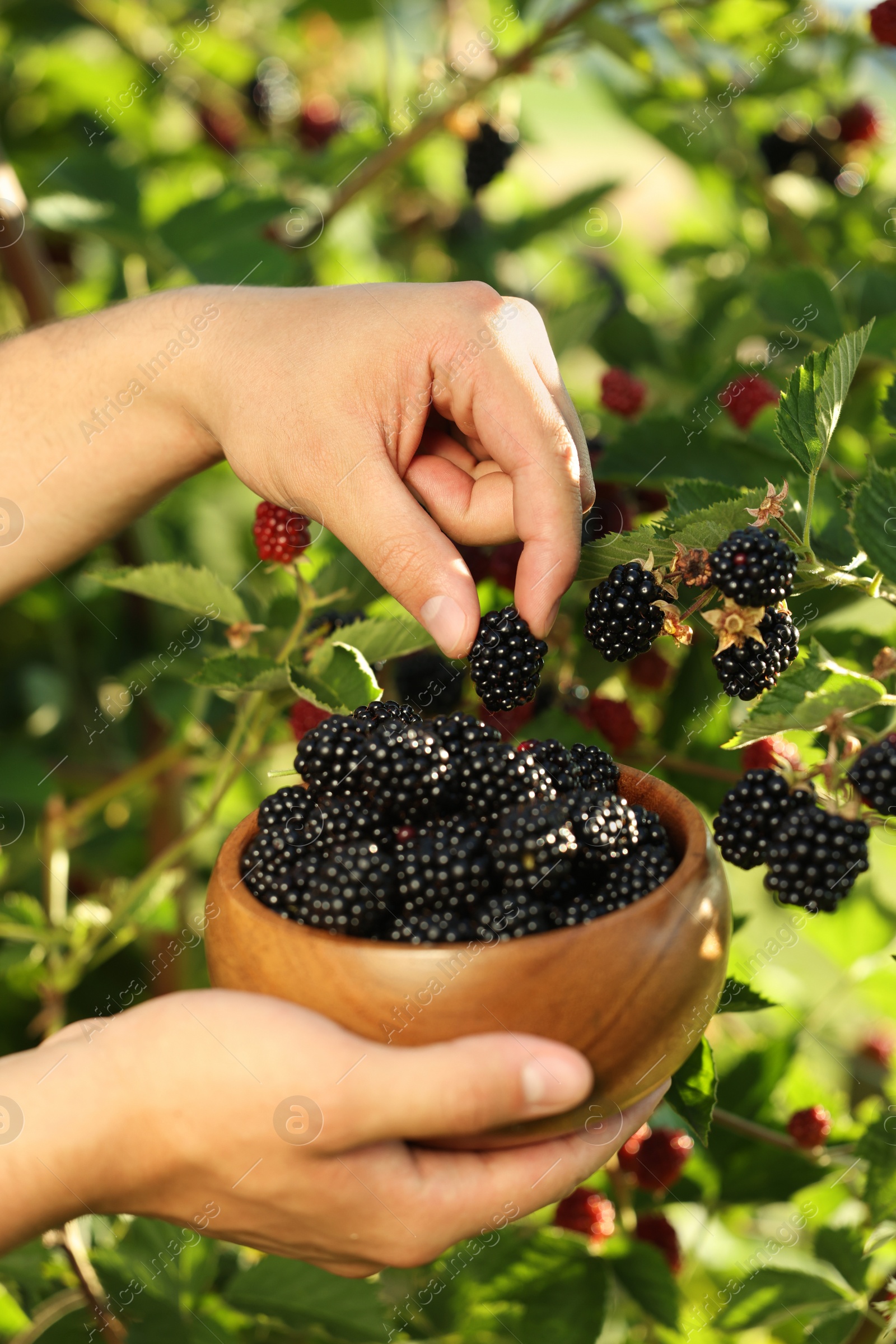 Photo of Woman with wooden bowl picking ripe blackberries from bush outdoors, closeup