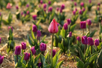 Closeup view of fresh beautiful tulips on field, space for text. Blooming spring flowers